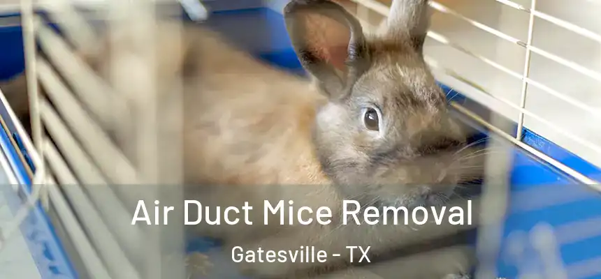  Air Duct Mice Removal Gatesville - TX